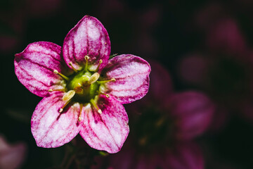 Close up sur les fleurs d'un saxifage rose dans le jardin avec la lumière du soleil