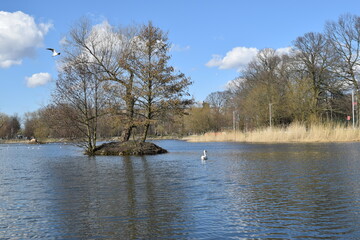 Beautiful landscape, an islet with a tree on the pond.