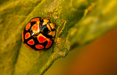 Closeup shot of ladybug beetle eating a leaf