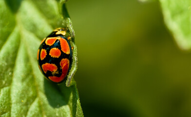 bright color ladybug beetle also called Coccinellidae on a leaf