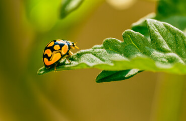 bright color ladybug beetle also called Coccinellidae on tomato plat leaf