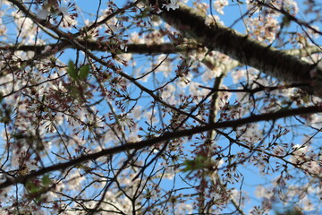 Cherry Blossom