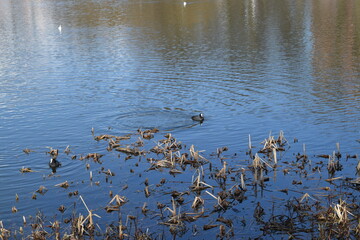 Waterfowl in the thickets on the pond.
