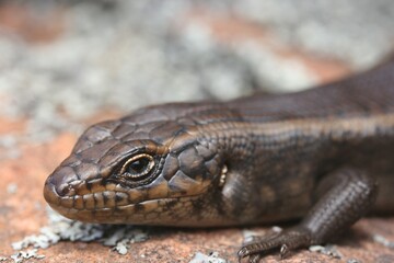 Closeup photo of a Blue-tongued Lizard (Tiliqua scincoides scincoides) at Wilpena Pound in the Flinders Ranges, South Australia.