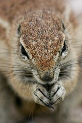 Full face portrait of Cape Ground Squirrel (Xerus inauris) in Etosha National Park, Namibia.