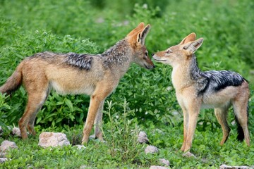 Closeup portrait of two Black-backed Jackals (Lupulella mesomelas) kissing in Etosha National Park, Namibia.