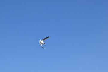 Flying Baltic seagulls against the sky.