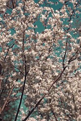 Prunus subhirtella "Autumnalis rosea"