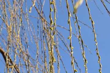 Buds appeared on the branches of the weeping willow.