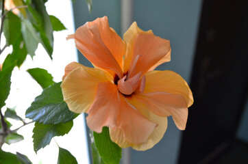 Exotic double orange hibiscus flower directly above view, blooming orange hibiscus close up