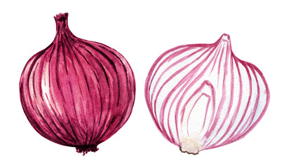 Watercolor red onion set isolated on white background