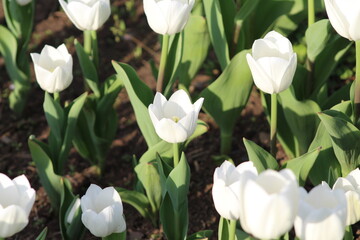 Tulips