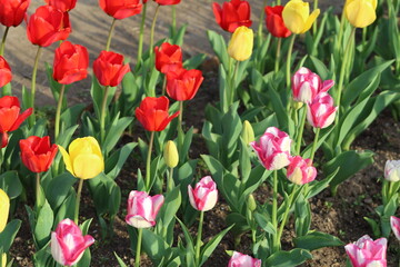 Tulips
