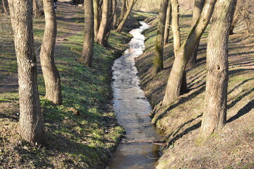 A stream between trees in a city park.