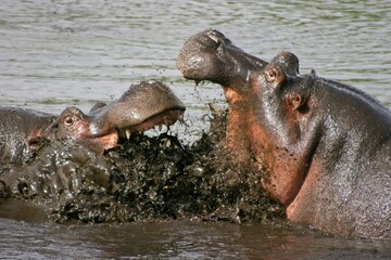 Closeup of two fighting Hippopotamus (Hippopotamus amphibius) in Ngorongoro Crater, Tanzania.