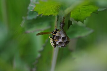 Avispero 