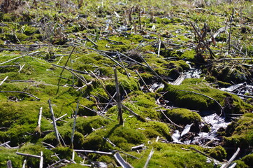 Melt water awakened the moss 