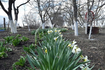 A beautiful yellow daffodil with green foliage has blossomed.