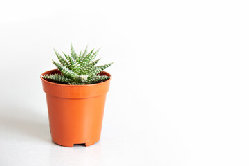 Small fresh aloe in a pot isolated on white