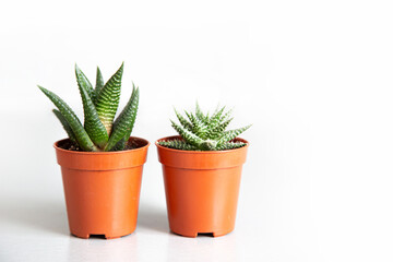 Two small fresh aloe in pots isolated on white
