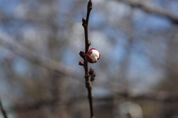 Spring flowers bloom on a fruit tree.