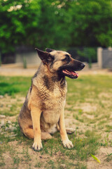 german shepherd dog sitting
