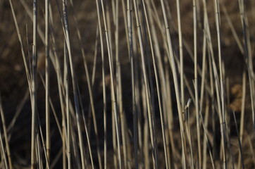 The mystery of the shore of the blue lake 