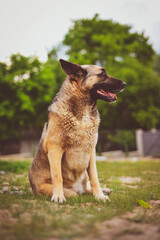 german shepherd dog sitting