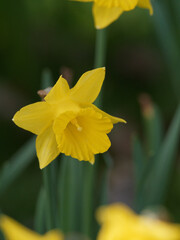 a close up of a yellow daffodil flower