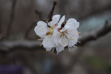 Spring flowers bloom on a fruit tree.