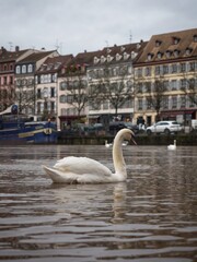 White swan swimming infront of charming half-timbered houses in Ill Rhine river canal Strasbourg...