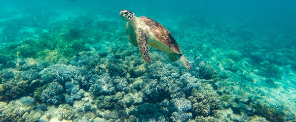 Obraz na płótnie Canvas Green sea turtle