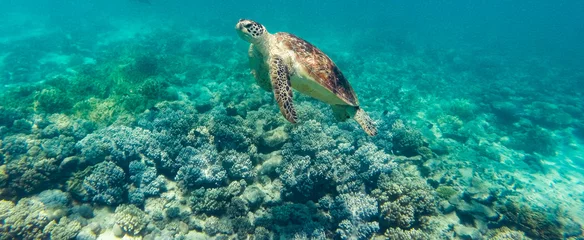 Zelfklevend Fotobehang Green sea turtle © Noemie