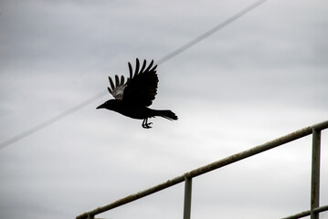 Portrait of black crow take off from a metallic fence on cloudy sky background
