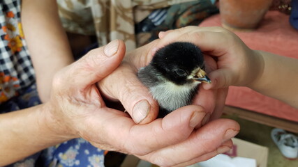 Hands of senior person and toddler child together holding newly hatched chick with black fluff. Child fingers stroke cute newborn chicken