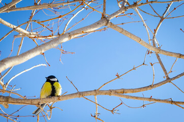 Naklejka premium Titmouse with a yellow belly on a tree branch.