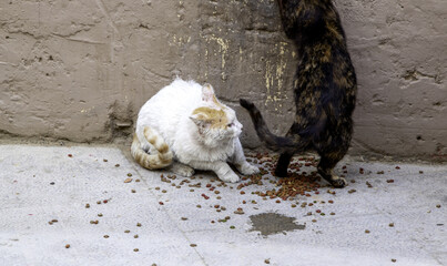 Stray cats eating on the street