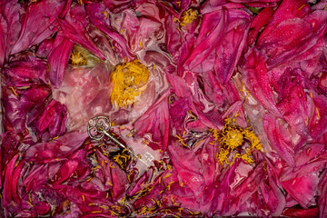 peonies and peony in water, ant, and dead petals