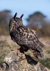 Eurasian Eagle-owl (Bubo bubo) perched on a lichen covered rock