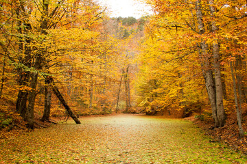 Autumn landscape in Yedigoller National Park