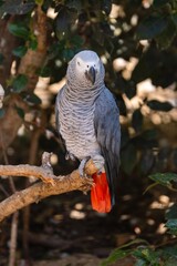 portrait of grey parrot in zoologic park