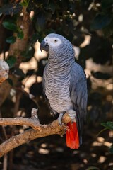 portrait of grey parrot in zoologic park