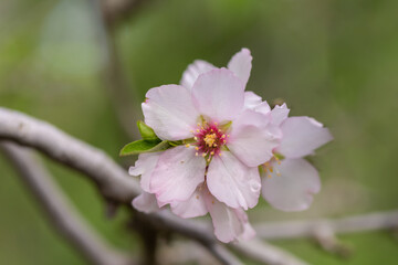 Pink almond blossom on an almond tree. Flowering almonds in the spring garden. Prunus dulcis.