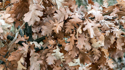 Dry oak leaves