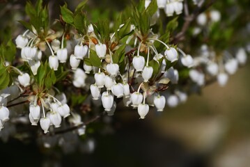 Enkianthus perulatus flowers. Ericaceae deciduous tree.