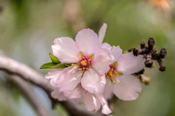 Fototapeta na wymiar Pink almond blossom on an almond tree. Flowering almonds in the spring garden. Prunus dulcis.