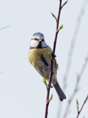 A Blue Tit (Cyanistes caeruleus) perched on a spring branch at Wentworth castle parklands in Barnsley, South Yorkshire.