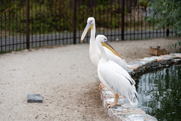 The great white pelican, rosy pelican at the zoo