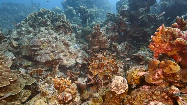 Seascape with various fish, coral and sponge in coral reef of Caribbean Sea, Curacao