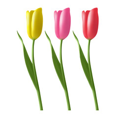 Realistic vector tulips set. Beautiful tulip buds, spring flowers design for greeting card 8 march or mothers day
